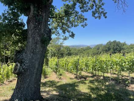 Vignes Domaine de Gorneton