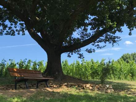 Le Domaine de Gorneton, Chasse-sur-Rhône, Parc